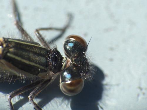 Ischnura elegans